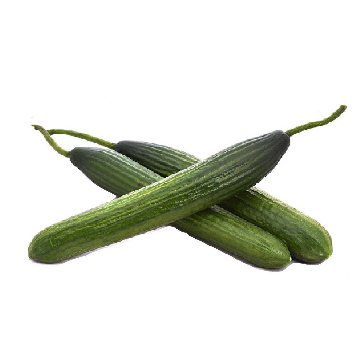 dolmaBiber