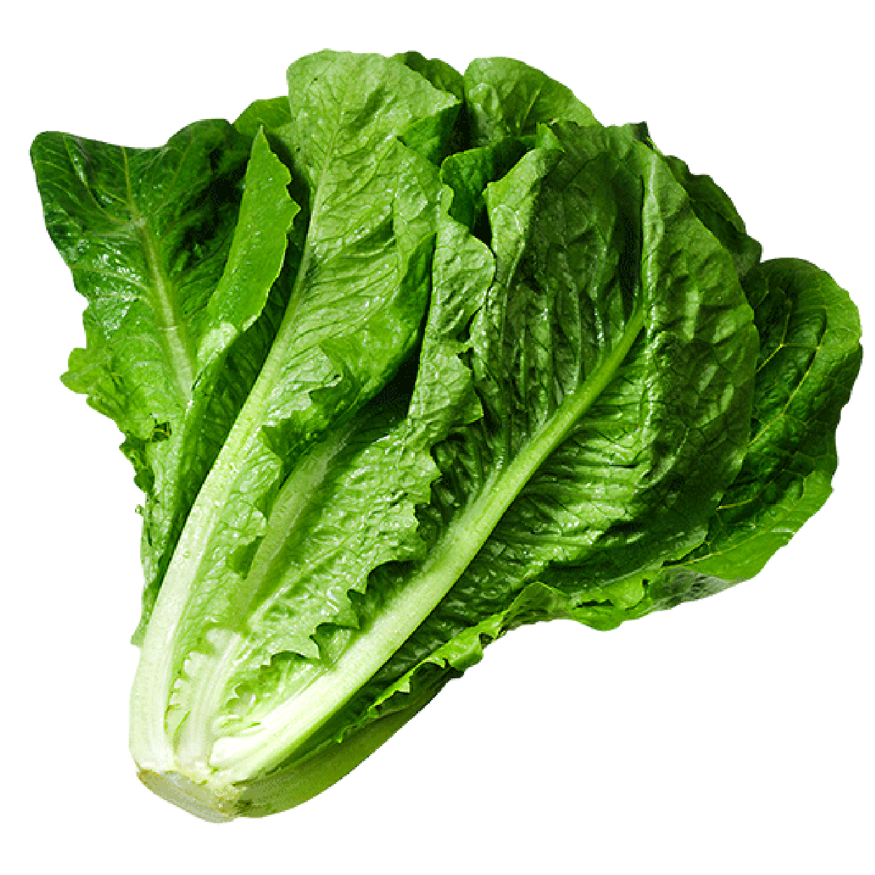dolmaBiber